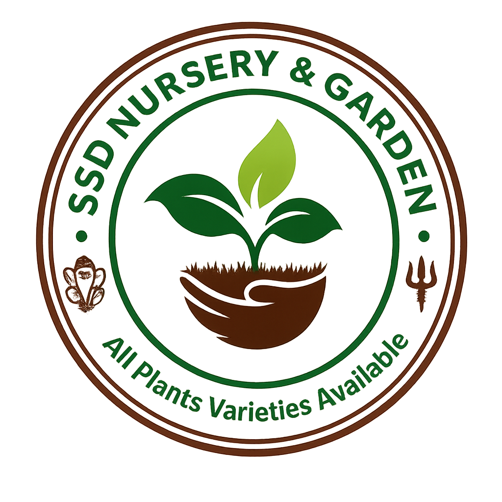 SSD Nursery